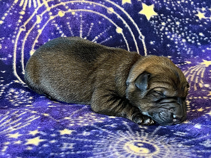 chinook puppy